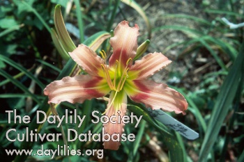 Daylily Coral Crab